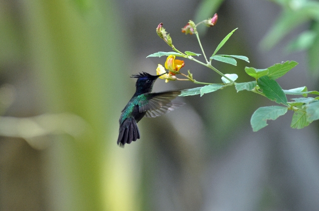 grenada, caribbean, west indie-219.jpg - ANTILLEAN CRESTED HUMMING BIRD - GRENADA, CARIBBEAN - 2011